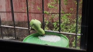 INDIAN PARROT EATING RICEVIDEO BY ADIL DARUWALLA4 [upl. by Ernst]