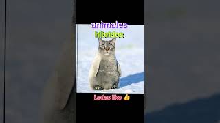 Animales híbridos animales híbridos youtubeshorts youtube shorts shortsfeed youtube viral [upl. by Jobyna]