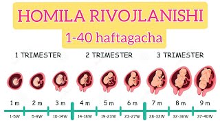 HOMILA RIVOJLANISHI 140haftagacha  Stages of pregnancy [upl. by Eivad]