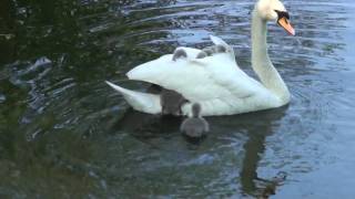 Baby swans Cygnets hitching a ride off mum Part 1 of 2 RARE FOOTAGE [upl. by Izawa]