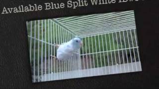 For Sale Parrotlets Blue Pied Parrotlet Los Angeles California [upl. by Inalaehak]