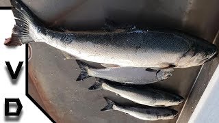 BIG Spring STEELHEAD Caught Out Of Lake Michigan  COHO SALMON Fishing  Northwest Indiana Fishing [upl. by Annohsal999]