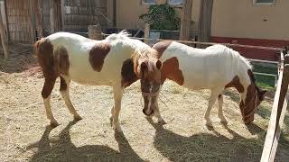 Horses Outside in the Barn Footage  Animals Video [upl. by Nabroc]