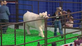 2024 Fort Worth Stock Show Grand Champion Steer sells for 340000 [upl. by Vanya421]