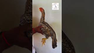 Best quality Young female Parrot beak Aseel trending erode pureaseelbreed aseelerode [upl. by Otrebile252]