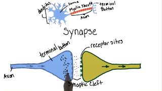 Neurotransmission  Intro to Psychology [upl. by Anilev]