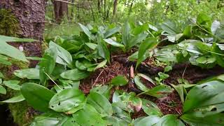 Clintonia borealis Bluebead [upl. by Lais]