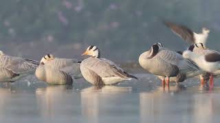 barheaded goose at Kava Lake in Latur City of Maharashtra [upl. by Molly]