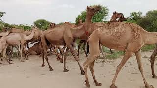 Beautiful camels in the Thar region 4 thousand camels drinking water in a style on Rana Sar Terai [upl. by Rina]