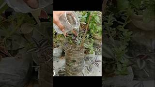 Repotting Indian gooseberry Amla plants in waste bottles viralviralvideo shortvideo [upl. by Riva]