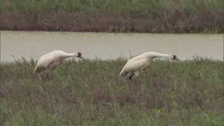 Whooping Crane Festival in Port Aransas [upl. by Aerdma334]