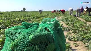 OGÓRKOWE ŻNIWA NA MAZOWSZU PRODUCENT ZADOWOLONY [upl. by Florrie]