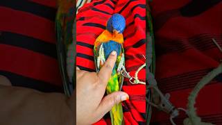 Funny rainbow lorikeet videos birds lorikeet rainbowlorikeet parrot funny funnyparrot shorts [upl. by Stephen]