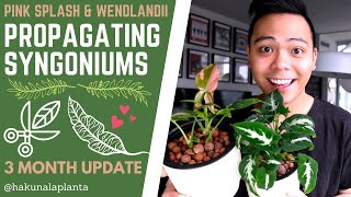 Propagating My Syngonium Pink Splash amp Wendlandii WITH UPDATES  Propagate with Me 💚 Water to LECA [upl. by Monro30]