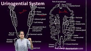 Frog Respiratory System Cutaneous Buccopharyngeal Pulmonary amp Urinogenital System  Biology [upl. by Ahsinel]