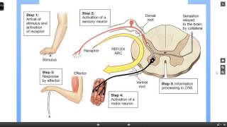 Reflex Arc [upl. by Chamberlin]