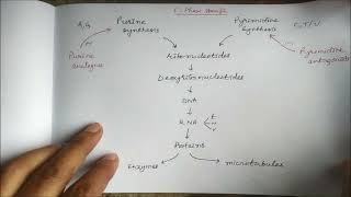 Antimetabolites Anticancer drugs [upl. by Romulus]