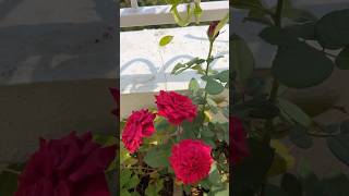 Beautiful ❤️🥰🌹🥀journeymeri ytshorts redrose shorts reel love viralreels [upl. by Deanna]