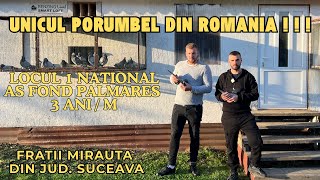 Acasa la FRATII MIRAUTA  UNICUL PORUMBEL DIN ROMANIA  Locul 1 National As Fond Palmares 3 ani 2024 [upl. by Mather]