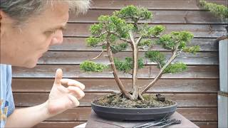 Juniperus Chinensis three trunk bonsai6part1 [upl. by Kaitlyn]