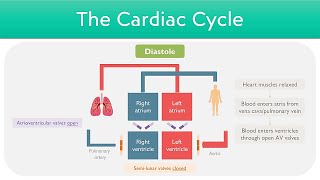 Cardiac Cycle Explained  Clinical Cardiology [upl. by Ayekel]