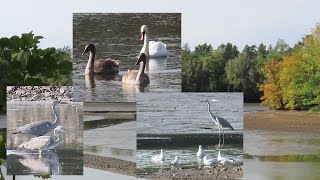 Am Mittelteich Moritzburg beobachtet  Graureiher Schwäne Möwen 0910 [upl. by Naasar528]