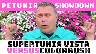 Petunia Showdown Supertunia Vista vs ColorRush [upl. by Kwon]