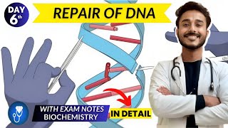 dna repair biochemistry  dna damage response biochemistry  dna repair mechanisms biochemistry [upl. by Kamila]