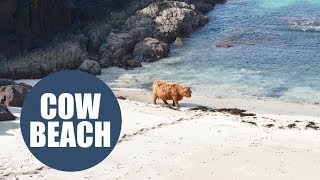 Highland cow enjoys dip in the ocean [upl. by Renraw]