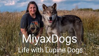 MiyaxDogs  Life with Lupine Dogs  Walking a Wolfdog [upl. by Monika]