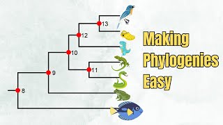 How To Read A Phylogenetic Tree  Introduction  5 Exercises [upl. by Rocco]