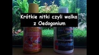 18Oedogonium w akwarium Jak wygrywam z krótkimi nitkami [upl. by Esdnil]