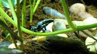 Dendrobates auratus Highland Bronze morph feeding [upl. by Zampino]