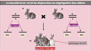 La Génétique mendélienne  Les lois de Mendel [upl. by Nolad]