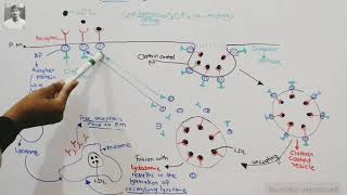 Endocytosis receptor mediated endocytosis [upl. by Julia]