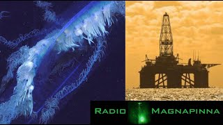 Giant Siphonophore Discovered Gulf of Mexico Pollution  Radio Magnapinna [upl. by Acnalb943]