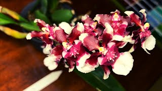 Plant Orchid Care  Oncidium Heaven Scent Redolence Chocolate Scented [upl. by Arakahs859]