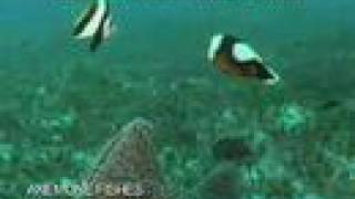 Anemone Fishes  Clown Fish  Tropical Marine Life DVD [upl. by Ingvar]