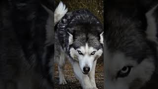 huskydog petlover mashaultrafunsubscribe [upl. by Edia]