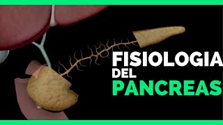 ✅FISIOLOGIA DEL PANCREAS  Funcion ENDOCRINA y EXOCRINA  Anatomia en Enfermeria [upl. by Hertzog434]