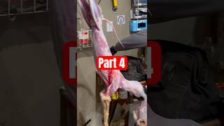 PART 4 Skinning a coyote for the fur trade [upl. by Leak]