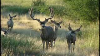 Mule Deer Hunting in Sonora Mexico [upl. by Enened535]