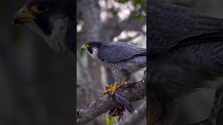 Peregrine Falcon The Killer Bird [upl. by Killigrew]