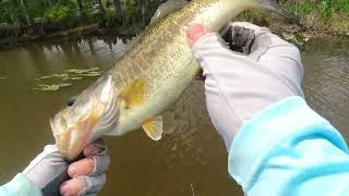 Bass Fishing Tidal Creeks [upl. by Novelia]