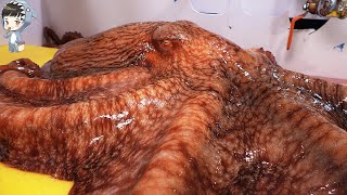 KOREAN STREET FOOD GIANT OCTOPUS DEVIL FISH KOREA SEAFOOD MARKET 포항 송도활어회센터 문어 090321 [upl. by Ettevad775]