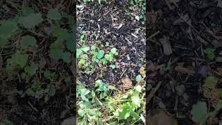 Pruning Alchemilla Mollis Ladies Mantle plants Part Two [upl. by Raff504]