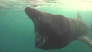 The Sound of the Mysterious Basking Shark [upl. by Etram531]