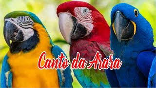 Canto da Arara  Arara canindé Arara azul Arara vermelha [upl. by Battiste]