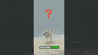 Why Does This BIRD Sit on a CROCODILES Jaw [upl. by Richlad]