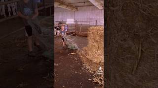 Automatic bale unwrapper foryou farming calves funny kids farmer farmkid working farmlife [upl. by Rumit]